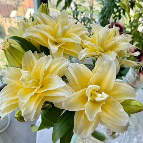 2 pcs lilien zwiebeln winterhart mehrjährig, lilien knollen, blumen pflanzen für draußen winterhart, blumenzwiebeln kaufen baumlilien zwiebeln seltene pflanzen balkonpflanzen winterharte