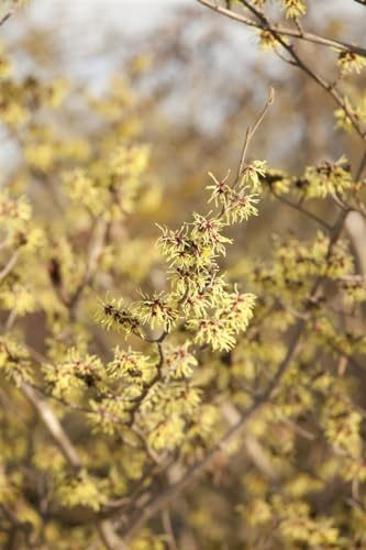 Virginische Zaubernuss Hamamelis virginiana 100-125 cm winterhart