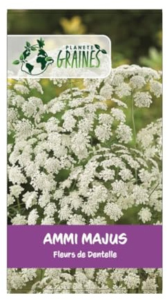 300 Graines Ammi Majus Blanc - Ombrelles de Dentelle Blanches pour Bouquets Champêtres, Jardin et Polinisateurs