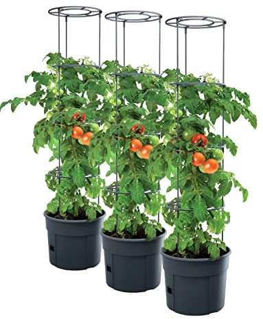 PAFEN 3X Tomatenpflanze Pflanzkübel mit Schutzfolie - 295 x 1152 mm - Tomato Grower Pflanzen Tomate Garten Terrasse Pflanzenschutzfolie