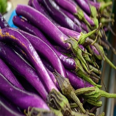 Nuovi semi di melanzane fresche 50 pezzi per piantagione viola