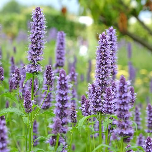 Agastache Blackadder planta perenne de floración estival para jardín