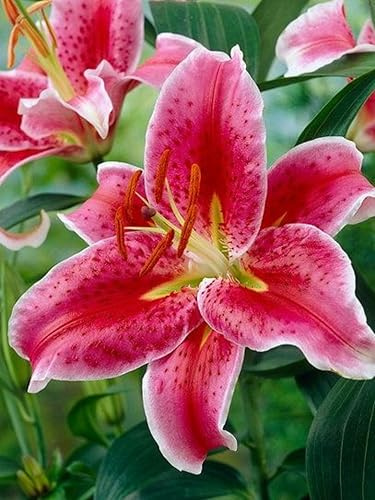 CSL sunrise Lilie  Stargazer  Rosa, 5x Zwiebeln, Lilium bis 100 cm, winterharte und mehrjährig Lilienzwiebeln, Blumenzwiebeln, bienenfreundlich