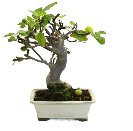 KENTIS - Bonsai di Ficus Carica - Fico Comune - Piante Vere da Esterno da Frutto - Giardino Balcone Terrazzo - H 40-45 cm Vaso in Ceramica 27 cm