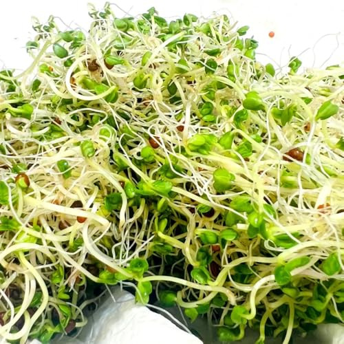 Semillas de brotes de brócoli orgánicos, semillas de microvegetales semillas de variedades antiguas 4000pcs