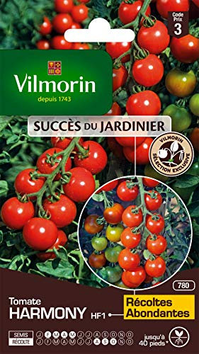 Vilmorin - Tomate Harmony - variété précoce - vigoureuse - rendement jusqu'à 2 à 4 kg par Pied- Type Cocktail - Chair juteuse et savoureuse - résistante aux Maladies - Idéale pour l'apéro