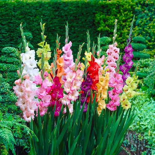 10 Blumenzwiebeln Gladiolen Mischung | Umfang 14/+ cm | Blumenzwiebeln von den besten niederländischen Produzenten | Exklusive Auswahl und Qualitätskontrolle | Garantierte Blüte