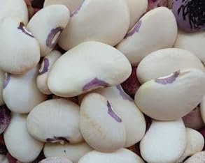 FAGIOLO LIMA VALENSIANO PINTADO