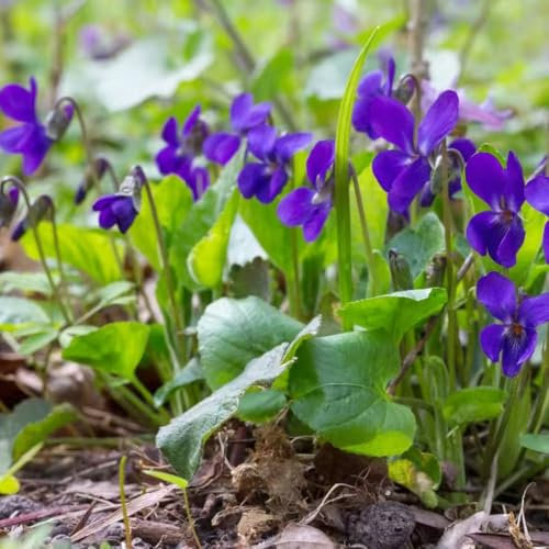 Duftveilchen pflanzen - samen zimmerpflanze blumensamen mehrjährig winterhart winterfeste pflanzen für kübel Duftveilchen samen winterhart winterharte kübelpflanzen blumendeko 150pcs