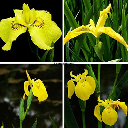 Portal Cool 50Pcs / Bag: 20/50 / 100Pcs e Iris pseudacorus semi House Garden Diy Iloe