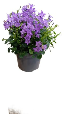 Campanula Natural – Planta Resistente con Flores Exóticas y Coloridas