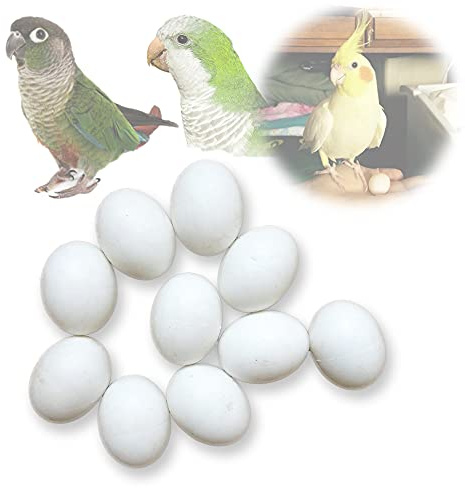 MESINURS Lot de 10 œufs en plastique solide pour perroquet à éclosion d'oiseaux de remplacement pour guider les oiseaux pour arrêter de pondre (XL)