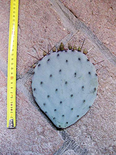 Opuntia violacea (n.1 pelle) 10-20 cm, cactus, plante grasse résistante à l'hiver, résistante jusqu'à -20 C