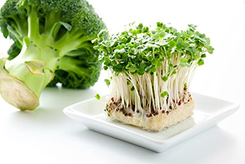 Graines de brocoli bio - 1 kg - Pour verre germé et microgreens - Légumes crus végétaliens