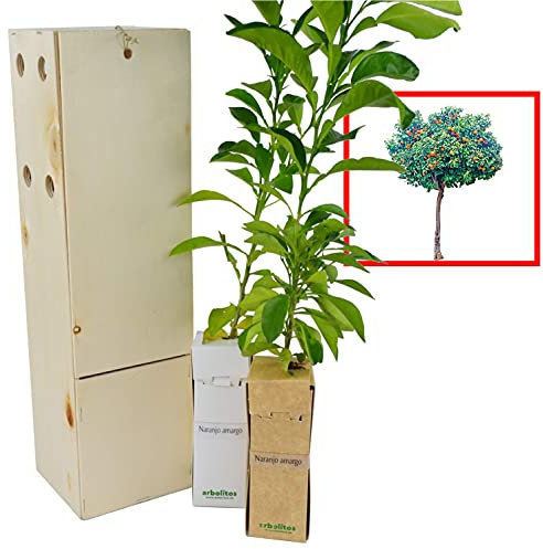 Naranjo amargo. Arbolito de pequeño tamaño en caja de madera. Alveolo forestal de naranjo amargo. (2)