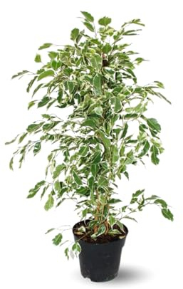 Attitude Garden - Ficus Benjamina - Twighlight - 60–70 cm - ⌀ 17 cm - utomhusanläggning