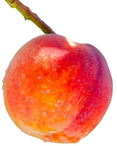 Contender Peach Tree – Cold Hardy, Self-Pollinating Freestone Peach | Live Fruit Tree for Gardens, Orchards & Backyard Growing (5 Gallon/Potted/Single Plant)