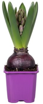 DECOALIVE Jacinto Bulbo Natural de Fácil Cuidado con Floración Abundante y Aroma Delicado