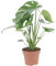 KENTIS - Monstera Deliciosa Pianta Vera da Interno - Piante da Appartamento Purifica Aria - H 45-55 cm Vaso Ø 14 cm