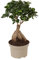 Plant in a Box - Ficus Ginseng - Bonsai Baum - Zimmerpflanzen - Topf 12cm - Höhe 30-40cm