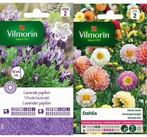 Vilmorin 5876342 Lavande Papillon, Violet, 90 x 2 x 160 cm & 5258442 Dahlia Multicolore