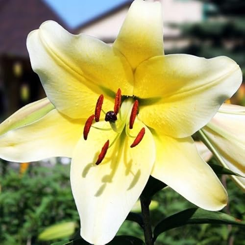 Lilienzwiebeln Baumlilie Riesenlilien Lilium Zwiebeln Onion Knollen Winterhart Frische mehrjährig duftenden Prachtblüten Hochgewachsene Lilie (gelbe - weiße Lilie XXL)