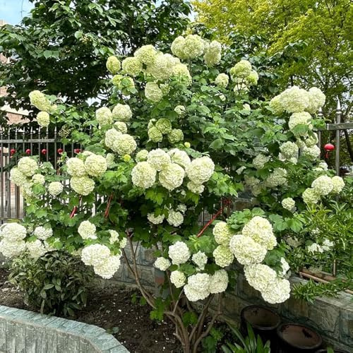 Semillas de hortensia bola de nieve, variedades antiguas semillas orgánicas cobertura del suelo jardín arbustos decoración raras 200pcs