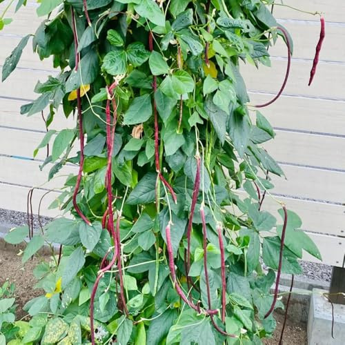 semi di fagiolo dall'occhio, fagiolo lungo un metro, rampicanti orticole balcone giardino roccioso interno antiche varietà giardino 200pcs