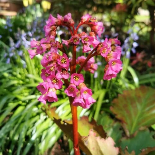 Bergenia resistente - semillas semillas de para decoración de jardín decoración 500pcs