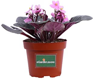 Pianta di Violetta Africana Pianta di Saintpaulia pianta da interno fiorita pianta da fiore pianta ornamentale di Violetta pianta vera venduta da eGarden.store (Rosa)