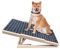 Hunderampe Auto Klappbar, 70cm Hundetreppe aus Holz, rutschfeste Haustierrampe für Kleine Hunde und Katzen, 2 Höhenverstellbare von 30cm bis 40cm, Tragbare Haustiertreppe für Bett, Sofa