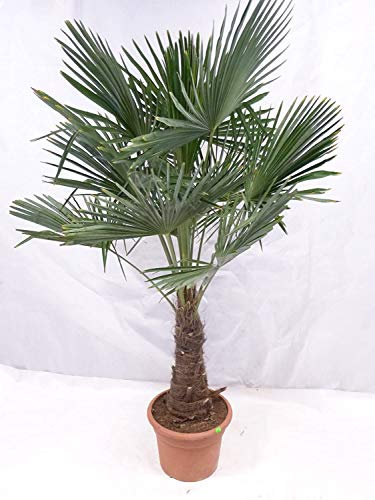 [Palmenlager] XL Winterharte Palme - Trachycarpus fortunei 190/210 cm - Stamm 30/40 cm Chinesische Hanfpalme -17°C