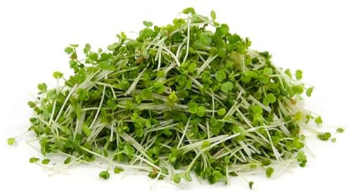 Italian Sprout - Semi per germogli - Rucola coltivata Matisse - 100 gr.
