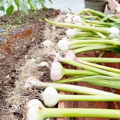 4 piezas bulbos ajo - acónitos de invierno bulbos resistentes perennes, sostenibles, balcón, de balcón