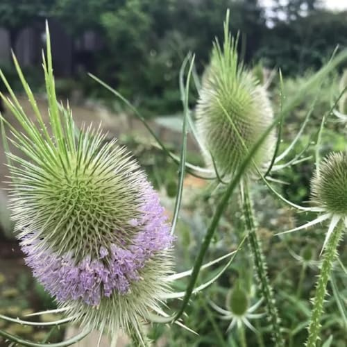 Semi di selvatico, Dipsacus fullonum, semi di prodotti sostenibili copertura del terreno per giardino esotico selvatiche, 400pcs