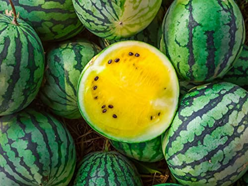 Nuevas semillas de fruta de sandía 20 piezas amarillas