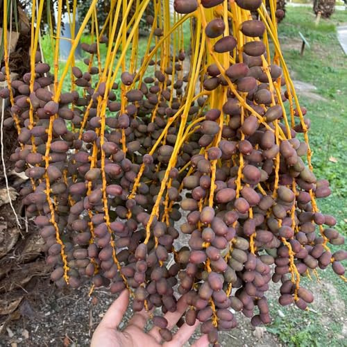 Semi di palma da datteri - rustiche per balconi dattilifera comprare verdi, varietà antiche Le perenni 20pcs