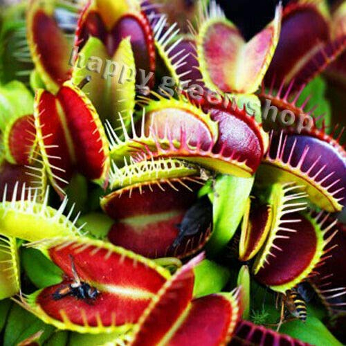 Frische Samen – 10 Samen – Venusfliegenfalle – Fleischfressende Pflanzensamen – Dionaea Muscipula