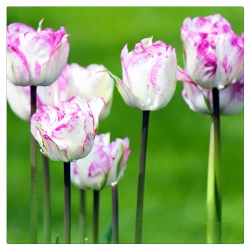 Bulbos de Tulipán | Frescos, Uniformes, Firmes, Naturales, Robustos, Viables-6 bulbos