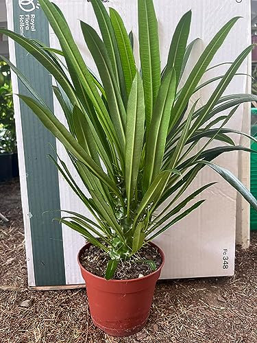 Pachypodium lamerei, Palma del Madagascar, piante grasse, fiore bianco
