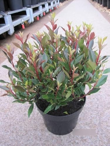 Photinia fraseri Chico - Glanzmispel Chico