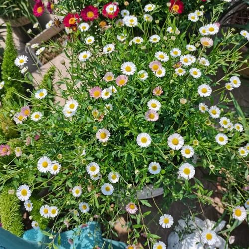 margarita española reverdecimiento de tejados cortadas semillas de silvestres balcón semillas roca resistentes balcón con parterre 600pcs