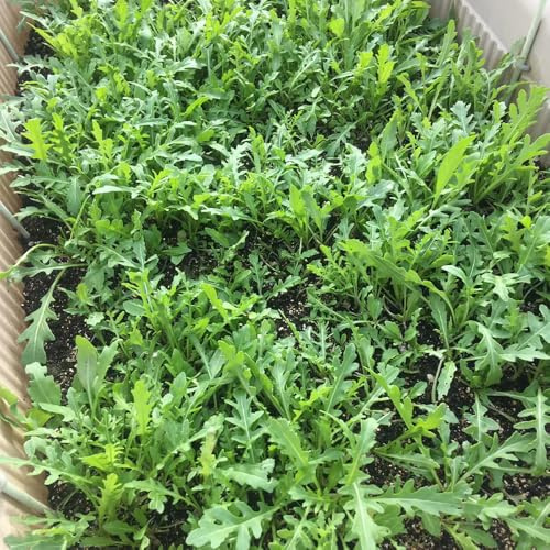 semillas de rúcula resistentes - rúcula, camas elevadas de rúcula perenne orgánica, 150pcs