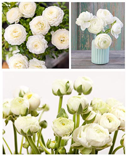 10 x Ranunculus Asiaticus White Summer Flowering Bulbs Persian Buttercup Aviv Cut Flowers Corms Size 5/6