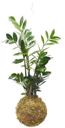 Kokedama Japonés Planta de Interior Zamioculcas Zamiifolia DECOALIVE Planta Natural con Maceta de Musgo