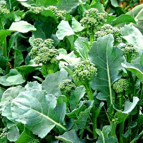 Buy4seeds 1000 Seeds Broccoletto quarantino Broccoli Spring raab rapini Vegetable