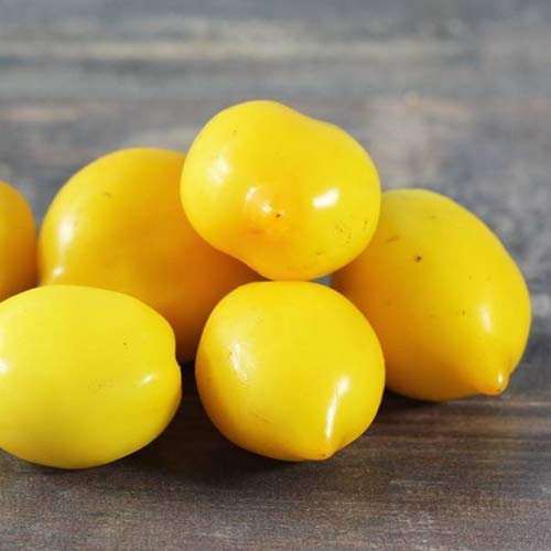 Lot de 25 graines de tomate Citrina du Portugal - 100 % naturelles - Rarité absolue - Support de masse (citrine)