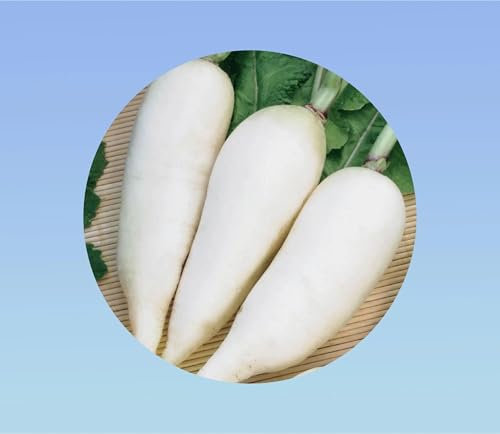 100 Graines de Radis Daikon Minowase - Racine blanche géante pour Potager. Récolte rapide. Culture facile