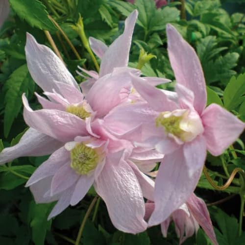 Clematis Markham’s Pink 1L - Pflanze für Anfänger und professionelle Gärtner - Ideal für Kleingarten, Garten - Schöne Pflanze mit ungewöhnlichen Blüten - Genießen Sie jeden Tag ihre Farben