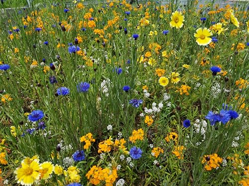 Blumen Mischung für den Garten - 14 Sorten deutsche Sommerblumen -Saatgut für Balkon Kübel Garten & Freiland - Einjährig – Insekten Bienen freundliche Blumensamen (4 m²)